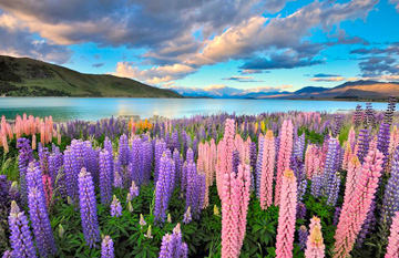 ทัวร์นิวซีแลนด์ เที่ยวครบเกาะเหนือ เกาะใต้ (Grand New Zealand) 11วัน 9คืน สายการบินแควนตัส แอร์เวย์