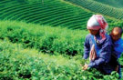 Chiang Mai - Doi Inthanon 3Days 2Nights by Nok Air