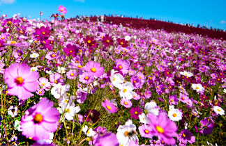 ทัวร์ญี่ปุ่น เกาะฮอกไกโด เมืองอาซาฮิกาวา Sapporo Flowers 7 วัน สายการบินไทย