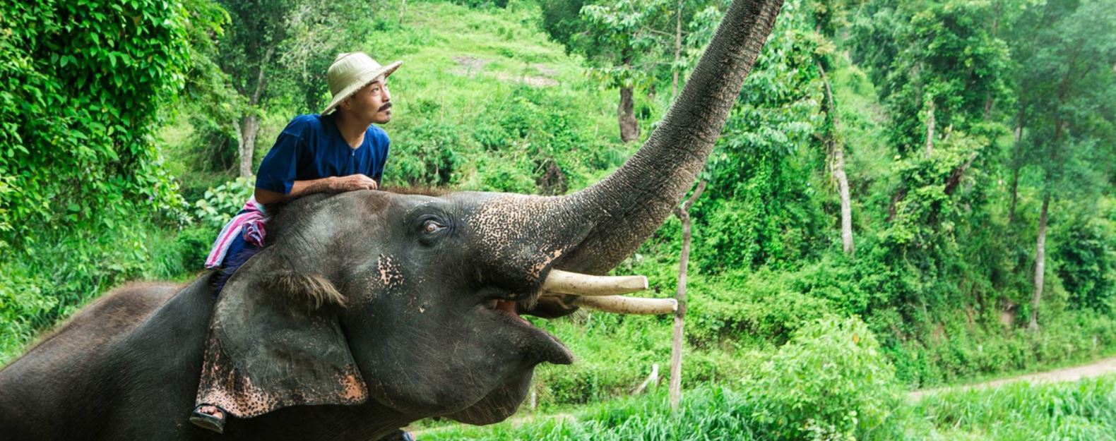 Basic Mahout training (Full Day) - ThaitravelCenter.com : Thailand ...