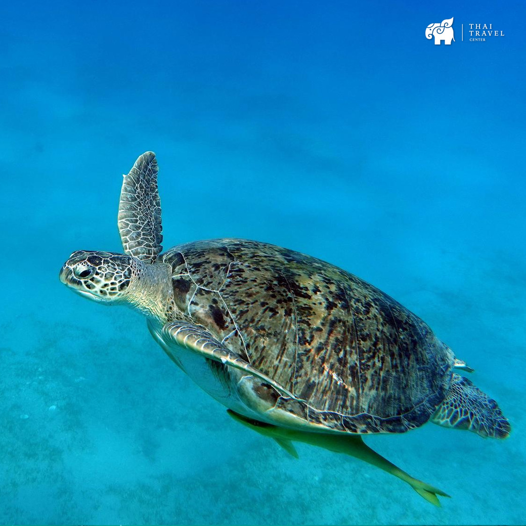 Sea turtle in Koh Tao