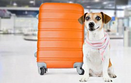 การบินไทย รักคุณเท่าฟ้า..รักสัตว์เลี้ยงเท่าคุณ อนุญาตให้ขนส่งน้องหมาได้ 