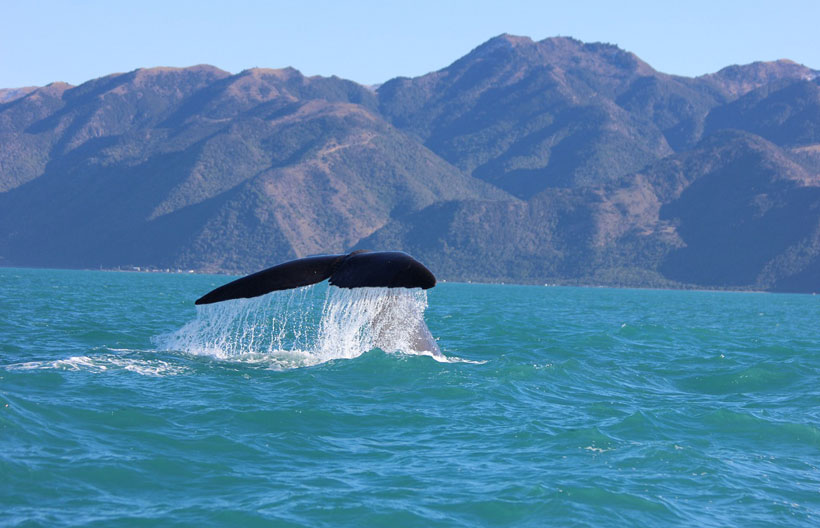 ทัวร์นิวซีแลนด์ สงกรานต์2567 เกาะใต้ ไครสต์เชิร์ช  ควีนทาวน์ ล่องเรือกลไฟ ล่องเรือชมวาฬ ไคคูร่า 7 วัน 5 คืน สายการบินแควนตัส แอร์เวย์