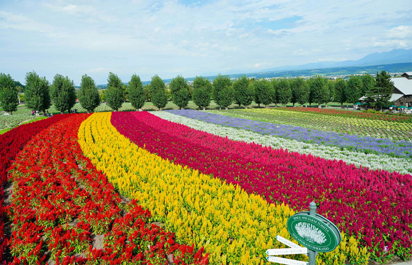 ทัวร์ญี่ปุ่น ฮอกไกโด ทุ่งดอกไม้สวนชิกิไซโนะโอกะ  สวนดอกไม้กามิฟูราโน่ อิสระท่องเที่ยวเต็มวัน 5 วัน 3 คืน สายการบินแอร์เอเชียเอ๊กซ์