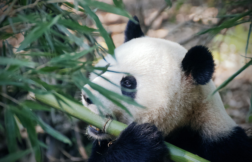 ทัวร์จีน เฉิงตู ภูเขาสี่ดรุณี ซวงเฉียวโกว จิ่วจ้ายโกว  ศูนย์อนุรักษ์หมีแพนด้า   6 วัน 5 คืน สายการบินไทยไลอ้อนแอร์