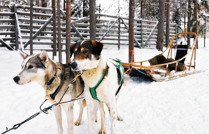 ทัวร์ยุโรป สฟาลบาร์ อบิสโก้ ล่าแสงเหนือ อุทยานแห่งชาติอบิสโก้ Husky Safari ถ้ำน้ำแข็ง นั่งรถไฟชมเส้นทางสาย Arctic Train 10 วัน 7 คืน สายการบินไทย