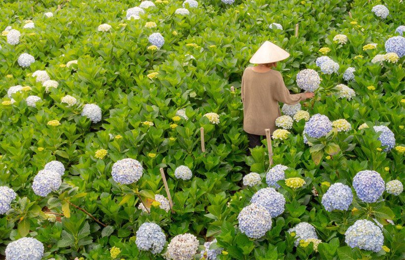 ทัวร์เวียดนามใต้ ญาจาง ดาลัด สวนดอกไม้ไฮเดรนเยีย เกาะวินเพิร์ลแลนด์ สวนสนุกวินวันเดอร์ส  4 วัน 3 คืน สายการบินแอร์เอเชีย