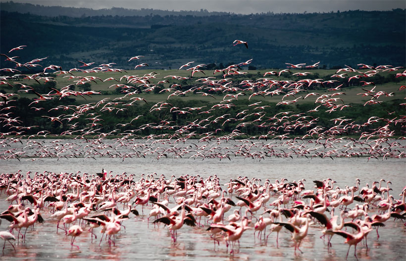 ทัวร์แอฟริกา เคนย่า ชมฤดูกาลอพยพของสัตว์ป่าแห่งทุ่งหญ้าสะวันนา    อุทยานแห่งชาตินากูรู  ล่องเรือทะเลสาบไนวาชา