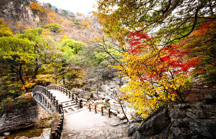 ทัวร์เกาหลี ชมใบไม้เปลี่ยนสี อุทยานแห่งชาติซอรัคซาน วัดชินฮึงซา สวนสนุกเอเวอร์แลนด์  พระราชวังเคียงบกกุง  นัมซานพาร์ค 