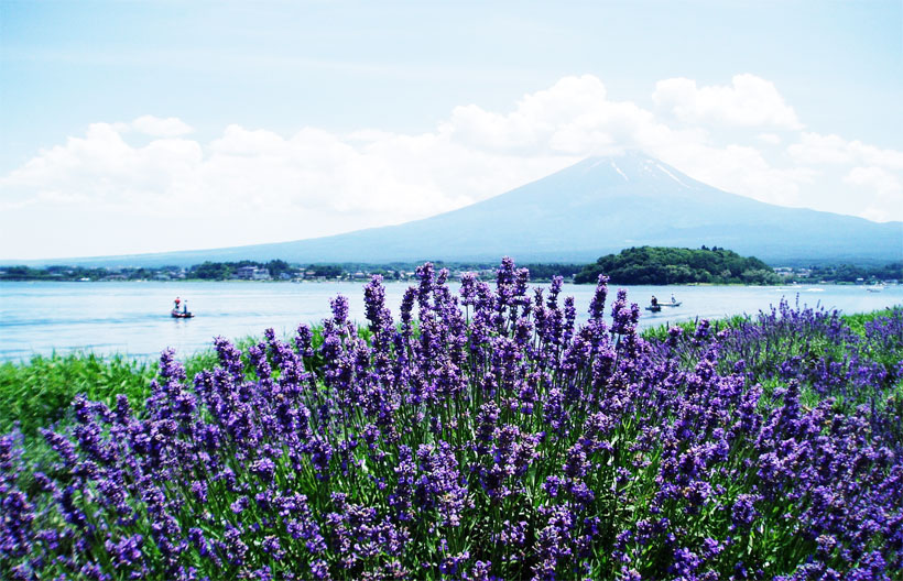 ทัวร์ญี่ปุ่น โตเกียว  ชมทุ่งดอกลาเวนเดอร์  สวนโออิชิปาร์ค  จุดชมวิวทะเลสาบคาวากุจิโกะ ช็อปปิงย่านชินจูกุ 5 วัน 3 คืน สายการบินแอร์เอเชียเอ๊กซ์