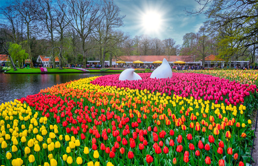 ทัวร์ยุโรป เนเธอร์แลนด์ เบลเยี่ยม ฝรั่งเศส  Keukenhof 2025 ชมหมู่บ้านกังหันลม  8 วัน 5 คืน สายการบินสิงคโปร์ แอร์ไลน์