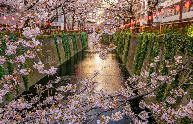 ทัวร์ญี่ปุ่น โตเกียว ฟูจิ สวนกอนเก็นโด คลองนากาเมกุโระ วัดอาซากุสะ   เทศกาลประดับไฟซากามิโกะ  6 วัน 4 คืน สายการบินไทย