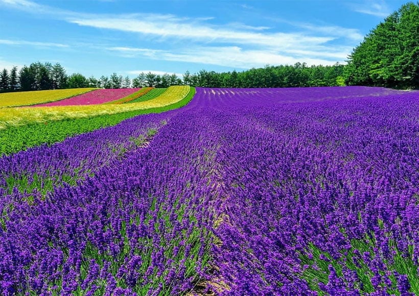 ทัวร์ญี่ปุ่น  ฮอกไกโด  โทมิตะฟาร์ม  ลาเวนเดอร์ บ่อน้ำสีฟ้า คลองโอตารุ  หุบเขานรกจิโกคุดานิ 6 วัน 4 คืน สายการบินไทย