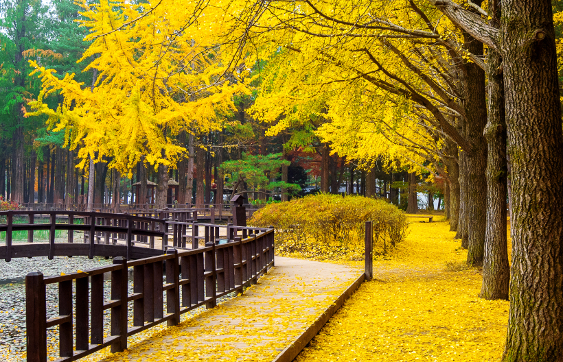 ทัวร์เกาหลี เกาะนามิ ฮงแด เมียงดง สวนสนุกเอเวอร์แลนด์ อุทยานแห่งชาติซอรัคซาน พระราชวังเคียงบ็อค 5 วัน 3 คืน สายการบินแอร์ปูซาน