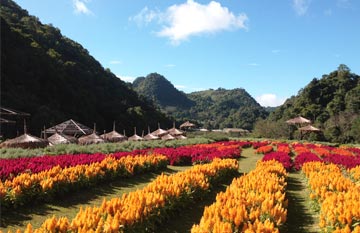 ทัวร์ดอยอินทนนท์ ดอยอ่างขาง ม่อนแจ่ม จ.เชียงใหม่