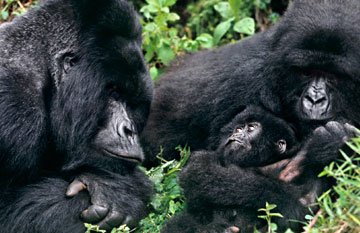ทัวร์แอฟริกา ยูกันดา รวันดา  ตามหา กอริลลา Gorilla Trekking