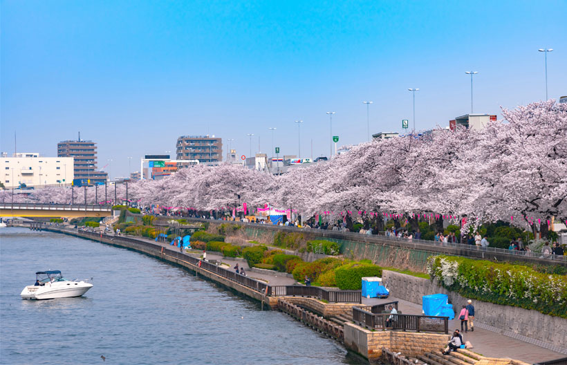 ทัวร์ญี่ปุ่น โตเกียว ฟูจิ ชมเทศกาลซากุระที่เมืองคาวาสึ ลานสกี ฟูจิเท็น  เทศกาลประดับไฟฤดูหนาว หอคอยโตเกียวสกายทรี วัดอาซากุสะ อิสระท่องเที่ยว 1 วัน