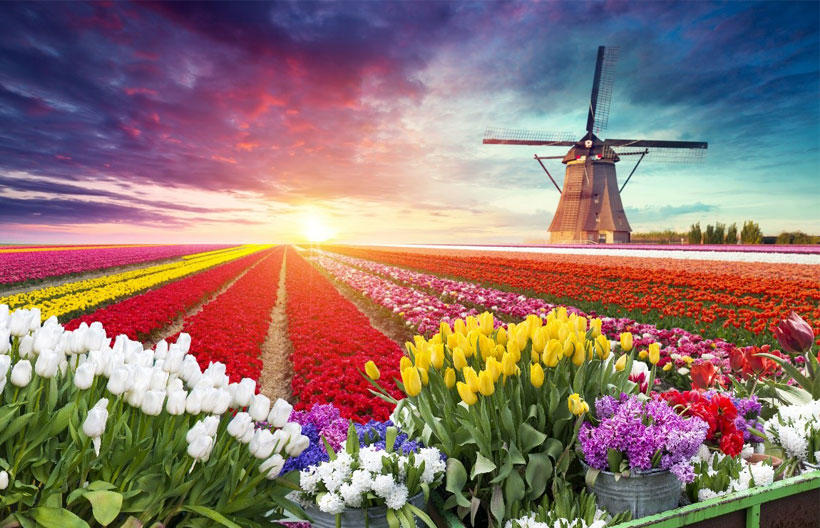 ทัวร์ยุโรป เยอรมนี เนเธอร์แลนด์ เบลเยี่ยม ฝรั่งเศส  พระราชวังแวร์ซายน์  เทศกาลดอกไม้ที่สวนเคอเคนฮอฟ