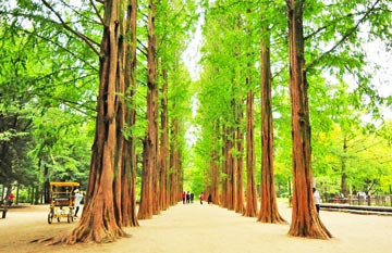 ทัวร์เกาหลี เกาะนามิ โซลทาวเวอร์ สวนสนุกเอเวอร์แลนด์ ช็อปปิ้งสุดชิค ย่านฮงแด 5 วัน 3 คืน สายการบินทีเวย์ แอร์