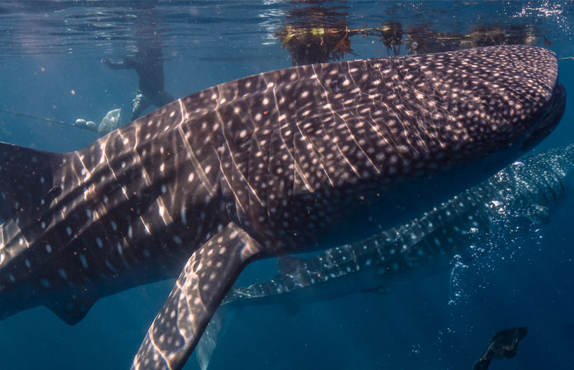 ทัวร์เอเชีย ฟิลิปปินส์ เซบู สงกรานต์2567 ชมฉลามวาฬ เกาะสุมิลอน น้ําตกตูมาล็อก 5 วัน 3 คืน สายการบินฟิลิปปินส์ แอร์ไลน์
