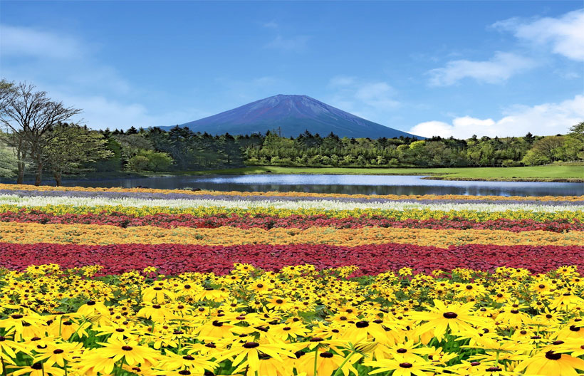 ทัวร์ญี่ปุ่น โตเกียว  หมู่บ้านโอชิโนะฮักไก สวนดอกไม้ฮานะโนะมิยาโกะ ชมดอกลาเวนเดอร์ทะเลสาบคาวากุจิโกะ 5 วัน 3 คืน สายการบินแอร์เอเชียเอ๊กซ์