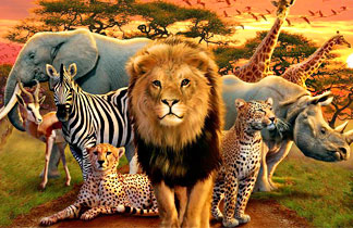 จัดทัวร์ แอฟริกาใต้