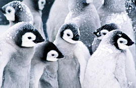 จัดทัวร์ ขั้วโลกเหนือ