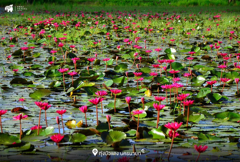 ทุ่งบัวแดง