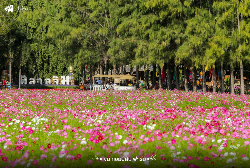 จิม ทอมป์สัน ฟาร์ม