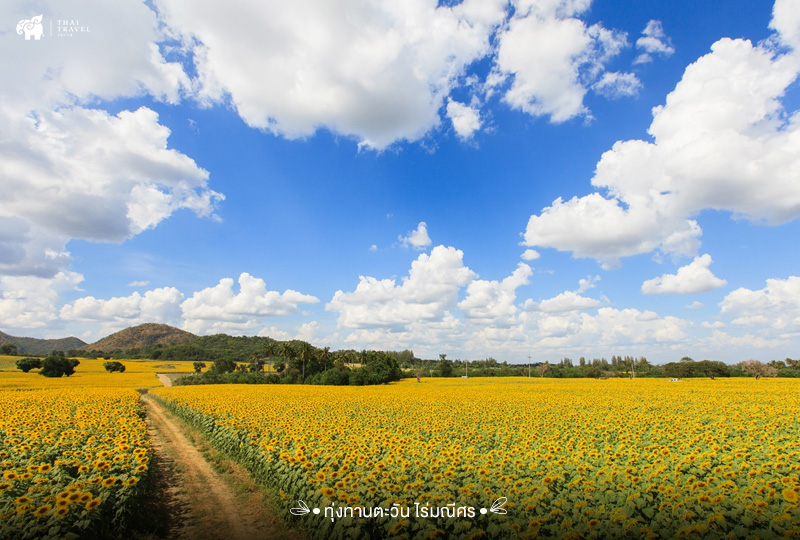 ไร่มณีศร