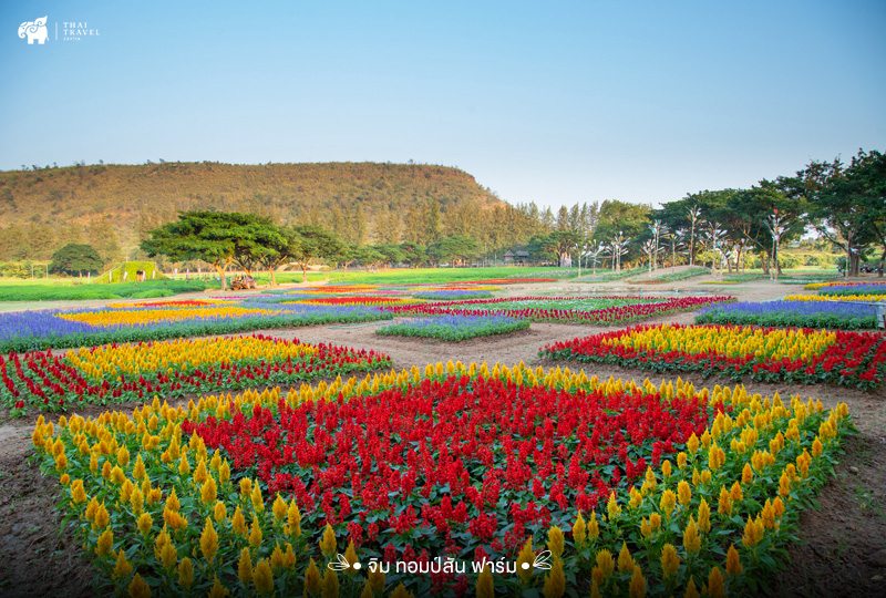 จิม ทอมป์สัน ฟาร์ม