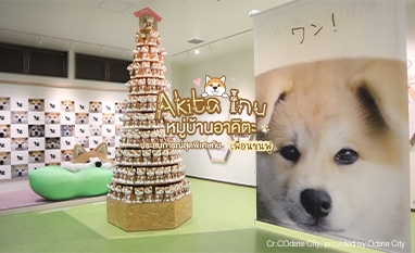 มาทำความรู้จักกับความน่ารักของหมาอาคิตะกันเถอะ