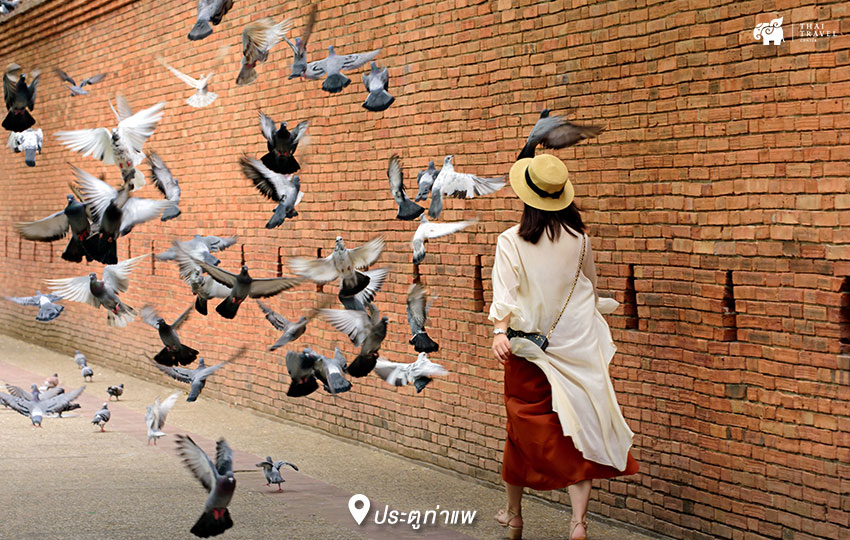 chiangmai ,เชียงใหม่ ,ที่เที่ยวเชียงใหม่ ,เที่ยวเชียงใหม่ ,ประตูท่าแพ ,W8 x Viangpha Café ,ถนนช้างม่อย ,ข้าวซอยนิมมาน ,พระธาตุดอยสุเทพ ,The Core Hotel, Chiangmai , สุรชัยฟาร์ม , I Love Flower Farm,Chic39 Garden Cafe and Restaurant Mae rim ,ปางช้างแม่สา 