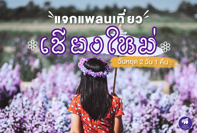 chiangmai ,เชียงใหม่ ,ที่เที่ยวเชียงใหม่ ,เที่ยวเชียงใหม่ ,ประตูท่าแพ ,W8 x Viangpha Café ,ถนนช้างม่อย ,ข้าวซอยนิมมาน ,พระธาตุดอยสุเทพ ,The Core Hotel, Chiangmai , สุรชัยฟาร์ม , I Love Flower Farm,Chic39 Garden Cafe and Restaurant Mae rim ,ปางช้างแม่สา 